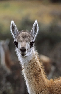 Andes Prints: Guanaco (Lama guanicoe) calf portrait, Chile