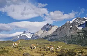 Images Dated 24th January 2013: Guanaco (Lama guanicoe) herd with the landmark Cuernos del Paine in the background, Chile