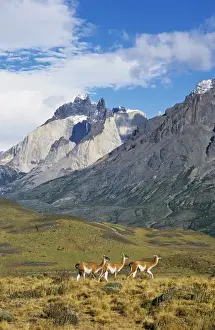 Images Dated 24th January 2013: Guanaco (Lama guanicoe) herd with the landmark Cuernos del Paine in the background, Chile