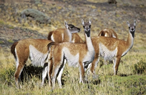 Guanaco (Lama guanicoe) herd in the patagonian steppe, Chile. Guanaco is a camelid