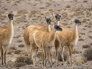 Altiplano Prints: Guanaco (Lama guanicoe), National Park Los Cardones near Cachi. Argentina