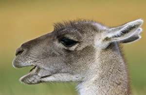 Guanaco (Lama guanicoe) Portrait, Chile. Guanaco is a camelid and closely related