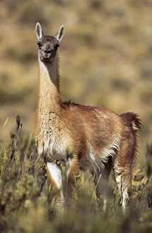 Images Dated 24th January 2013: Guanaco (Lama guanicoe) portrait, Chile. Guanaco is a camelid and closely related