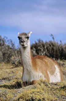Relaxed Prints: Guanaco (Lama guanicoe) sitting and ruminating, Chile