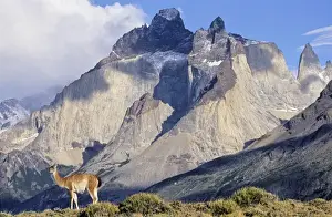 Andes Prints: Guanaco (Lama guanicoe) standing with the landmark Cuernos del Paine in the background