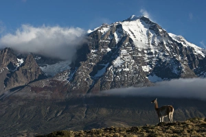 Magellanic Region Prints: Guanaco (Llama guanaco) with Cordiera del Paine in back, Torres del Paine National Park