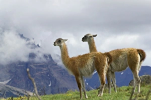 Images Dated 24th April 2009: Guanaco on meadow under blue sky