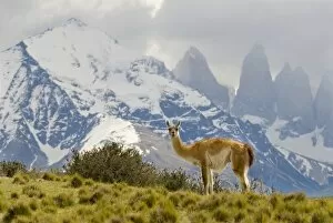 Images Dated 10th November 2007: Guanaco with Paine Towers in background, Torres Del Paine National Park, Region 12