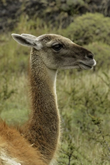 Guanaco portrait, Torres del Paine National Park, Chile, South America. Patagonia