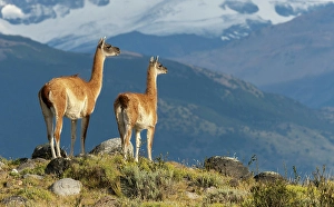 Images Dated 27th June 2024: Guanaco, Torres del Paine, Chile