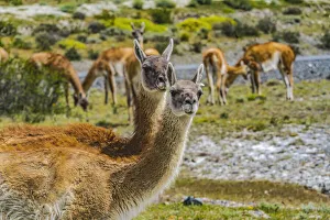 Nose Prints: Guanacos wild lamas eating Salt, Atacama Salt Flats, Torres del Paine National Park