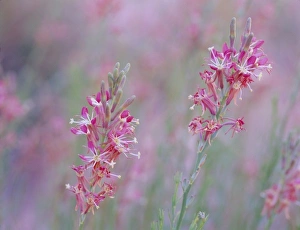 Evening Primrose Prints: Guara Parviflora(Lizard-tail) growing in desert wash, Valley of Fire State Park, Nevada