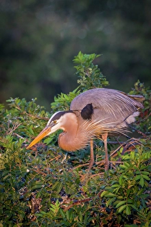 Prints of While guarding a nest, great blue herons constantly maintain their regal look, complete with elegant plumes Images Dated 2024 November: While guarding a nest, great blue herons constantly maintain their regal look