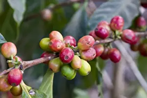 Coffee Prints: Guatemala, Antigua. Local Coffee Plantation and museum aka Museo del Cafe. Red coffee
