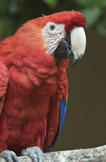 Guatemalan Prints: Guatemala, Western Highlands, Chichicastenango, Scarlet Macaw (Ara macao)