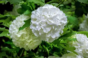 Guelder-rose, viburnum, snowball tree