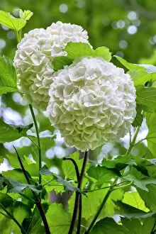 Images Dated 6th April 2022: Guelder-rose, viburnum, snowball tree