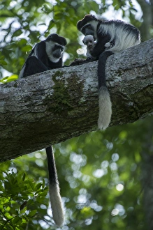 Guereza colobus monkey (Colobus guereza), Lango Bai, Republic of Congo (Congo - Brazzaville)