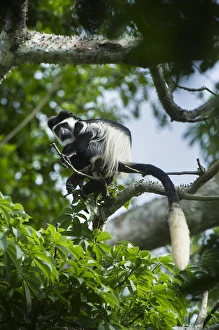 Arboreal Prints: Guereza colobus monkey (Colobus guereza)