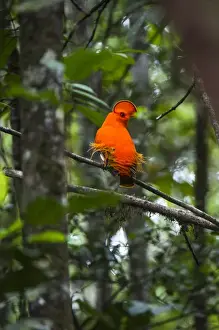 Guianan cock-of-the-rock (Rupicola rupicola) at Kaieteur Falls GUYANA South America