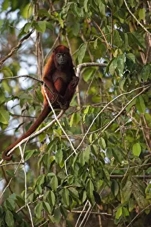 Rupununi Prints: Guianan Red howler monkey (Alouatta macconnelli) GUYANA South America