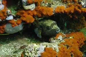 Images Dated 29th July 2007: Guineafowl Puffer (Arothron meleagris) off of Wolf Island in the northern archipelage