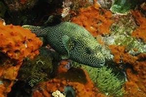 Images Dated 29th July 2007: Guineafowl Puffer (Arothron meleagris) off of Wolf Island in the northern archipelago