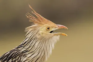 Images Dated 27th September 2017: Guira Cuckoo, close-up portrait