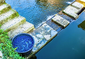 Images Dated 3rd June 2024: Guizhou Province, China. Close-up of indigo leaves soaking in a bowl of water in a village known for indigo production