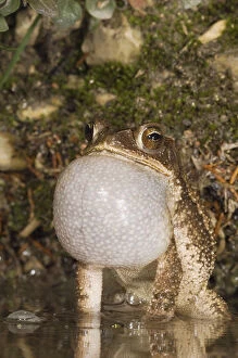 Images Dated 23rd April 2006: Gulf Coast Toad, Bufo valliceps, male at night calling in spring fed pond, Uvalde County
