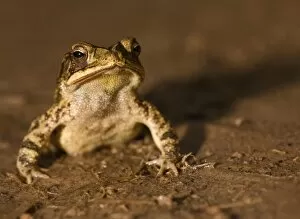 Images Dated 3rd April 2008: Gulf Coast Toad, Bufo valliceps, Texas coastline