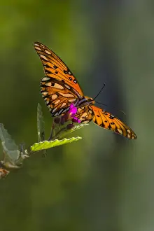 Gulf Fritillary (Agraulis vanillae) butterfly feeding