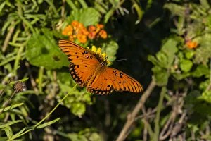 Hidalgo County Prints: Gulf Fritillary (Agraulis vanillae) butterfly on Lantana flowers