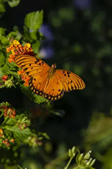 Images Dated 31st October 2016: Gulf Fritillary (Agraulis vanillae) butterfly on Lantana flowers
