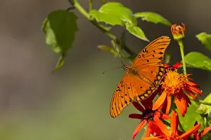 Gulf Fritillary (Agraulis vanillae) butterfly nectaring on flowers
