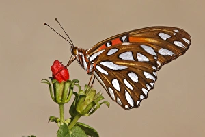 Images Dated 19th October 2009: Gulf Fritillary (Agraulis vanillae) nectaring on wild flowers