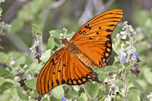 Invertebrate Prints: Gulf Fritillary (Agraulis vanillae) nectaring on wild flowers