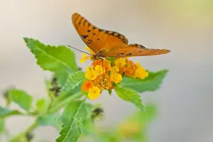 Images Dated 16th October 2007: Gulf Fritillary (Agraulis vanillae) nectoring on lantana flower, s. Texas, USA, October