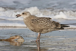 Focus On Foreground Prints: Gulf of Mexico, Cameron County, Texas, USA, Herring Gull (Larus argentatus) juvenile