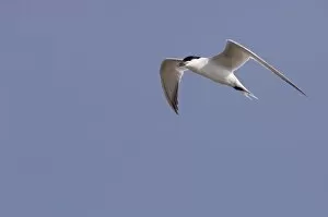 Gull-billed Tern, Sterna nilotica, adult in flight, Willacy County, Rio Grande Valley