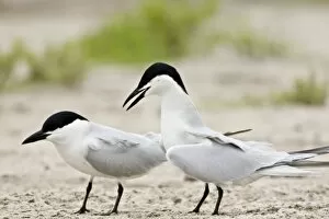 Images Dated 9th April 2008: Gull-billed Terns in courtship, Sterna nilotica, Welder flats, Texas