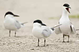 Images Dated 9th April 2008: Gull-billed Terns, Sterna nilotica, Welder flats, Texas