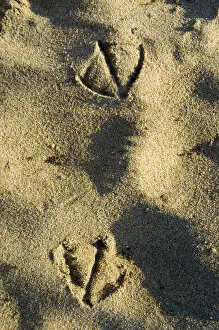 Gull tracks, Santa Cruz, California