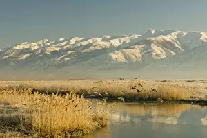 Shorebird Prints: Gulls take flight, Farmington Bay Waterfowl Management Area Utah Division of Wildlife Resources