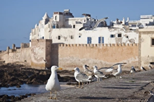 Gull Prints: Gulls on seawall, Essaouira, Morocco