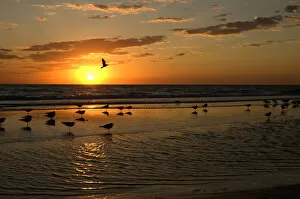 Gulls Waiting for Sunset