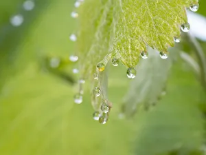Droplet Prints: Guttation drops ( dew ) on native grape leaves, Los Angeles, California