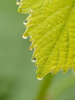 Images Dated 20th May 2021: Guttation drops ( dew ) on native grape leaves, Los Angeles, California