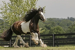 Powerful Prints: Gypsy Vanner Horse running, Crestwood, KY