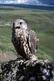 Falcon Prints: gyrfalcon, Falco rusticolus, juvenile getting ready to fly